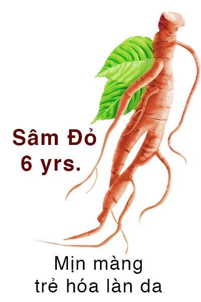 LOTUS RED GINSENG & ROYAL JELLY FACE MASK 레드인삼 & 로열젤리 마스크