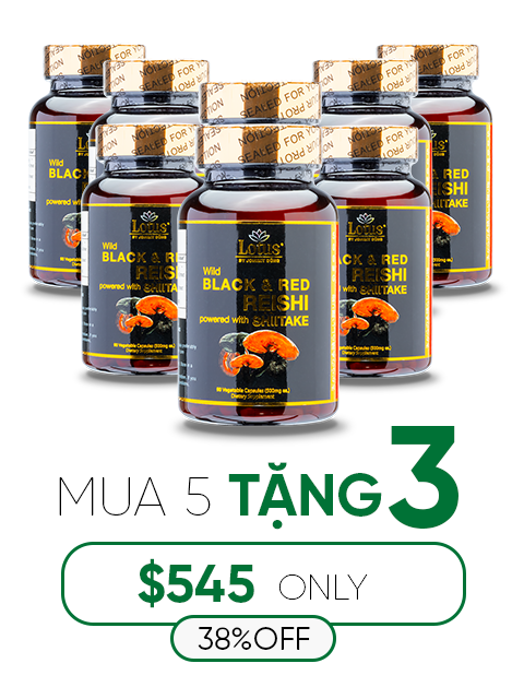 SUPER BLACK RED REISHI SHIITAKE - NẤM LINH CHI ĐỎ ĐEN 奇跡の赤黒霊芝